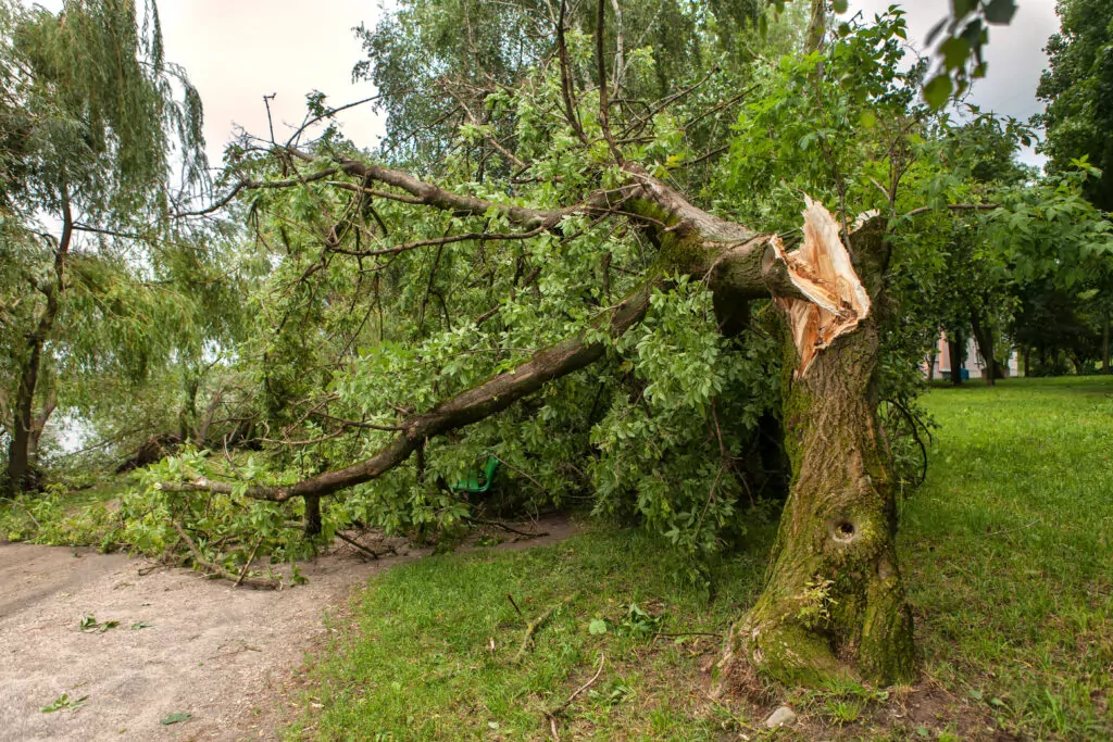 Warning signs of dangerous trees in Calgary - Professional tree safety assessment