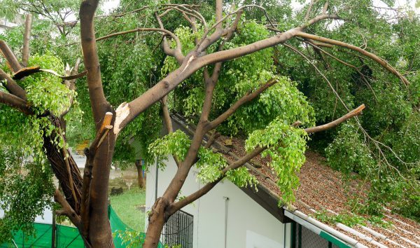Tree trunk with dangerous cracks requiring professional removal in Calgary