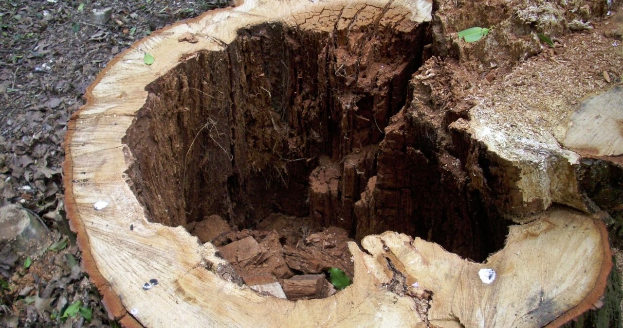 Tree rot caused by excess moisture - Common issue in BC's wet climate