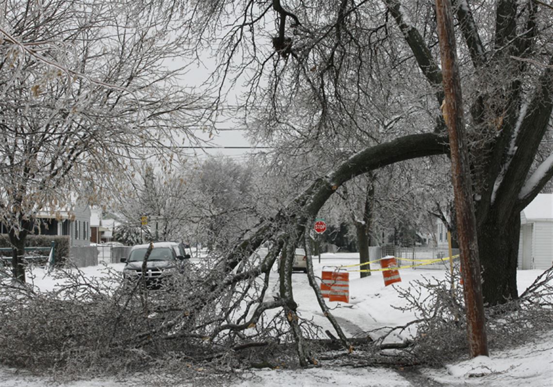 Winter tree damage in Alberta - Snow and ice damage requiring professional removal